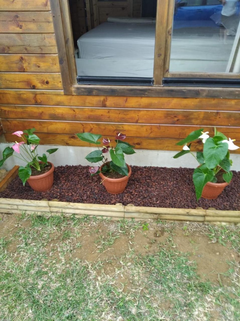 Chalet Goyavier - 4Pers-Sud Sauvage - By Sister Home Grand Anse 외부 사진